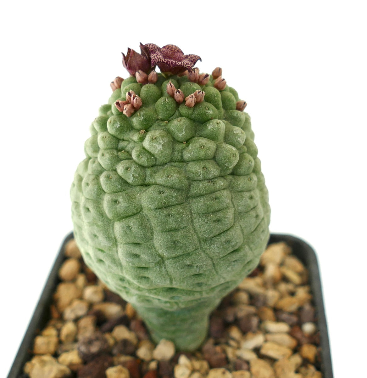 Larryleachia cactiformis succulent cactus with textured green stem and purple flowers in bloom