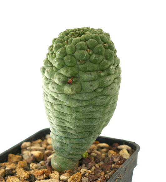 ラリールーキア・カクティフォルミス 珍しい多肉植物のサボテンで、質感のある緑色の茎と小さな枝分かれした成長が特徴です