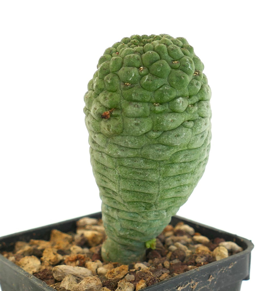 Larryleachia cactiformis raro cactus succulento con stelo verde testurizzato in vaso