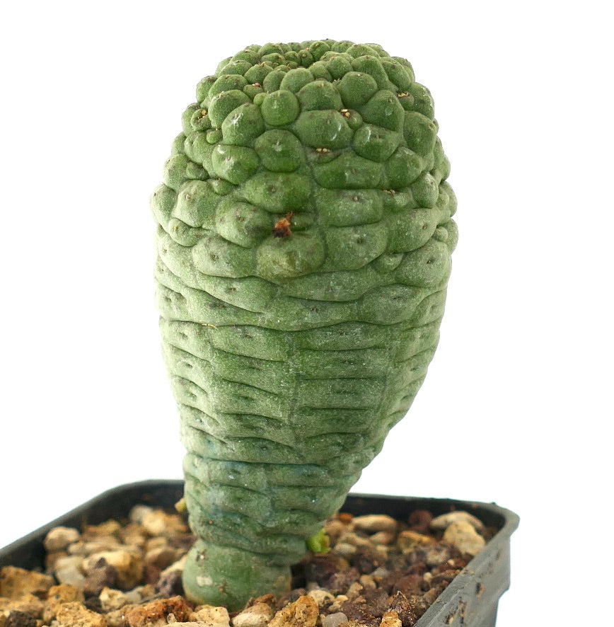 Larryleachia cactiformis raro cactus succulento con fusto verde testurizzato e piccola crescita ramificata