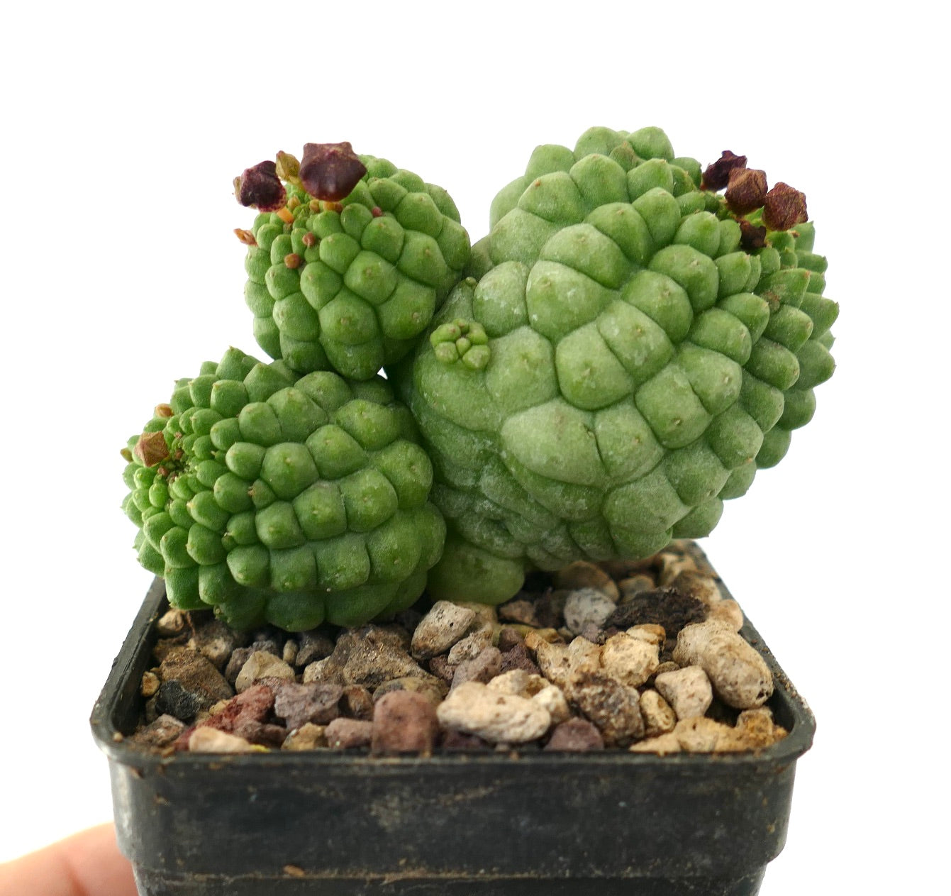 Larryleachia cactiformis succulent cactus with clustered multihead green tubercles and dried flowers