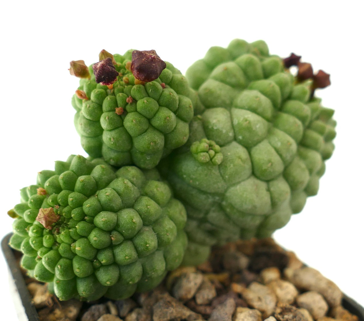 Larryleachia cactiformis succulent cactus with clustered green multiheads and small dried flowers