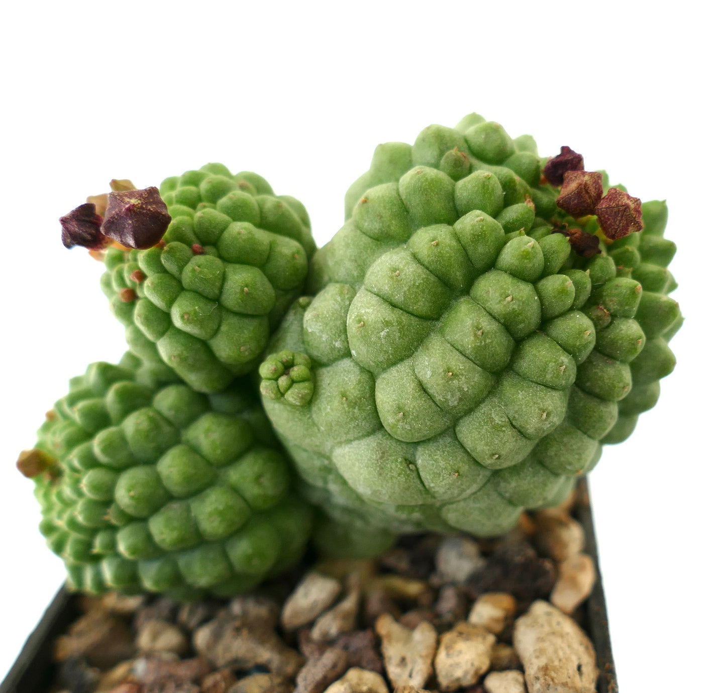 Larryleachia cactiformis succulent cactus with clustered green tubercles and dried brown flowers