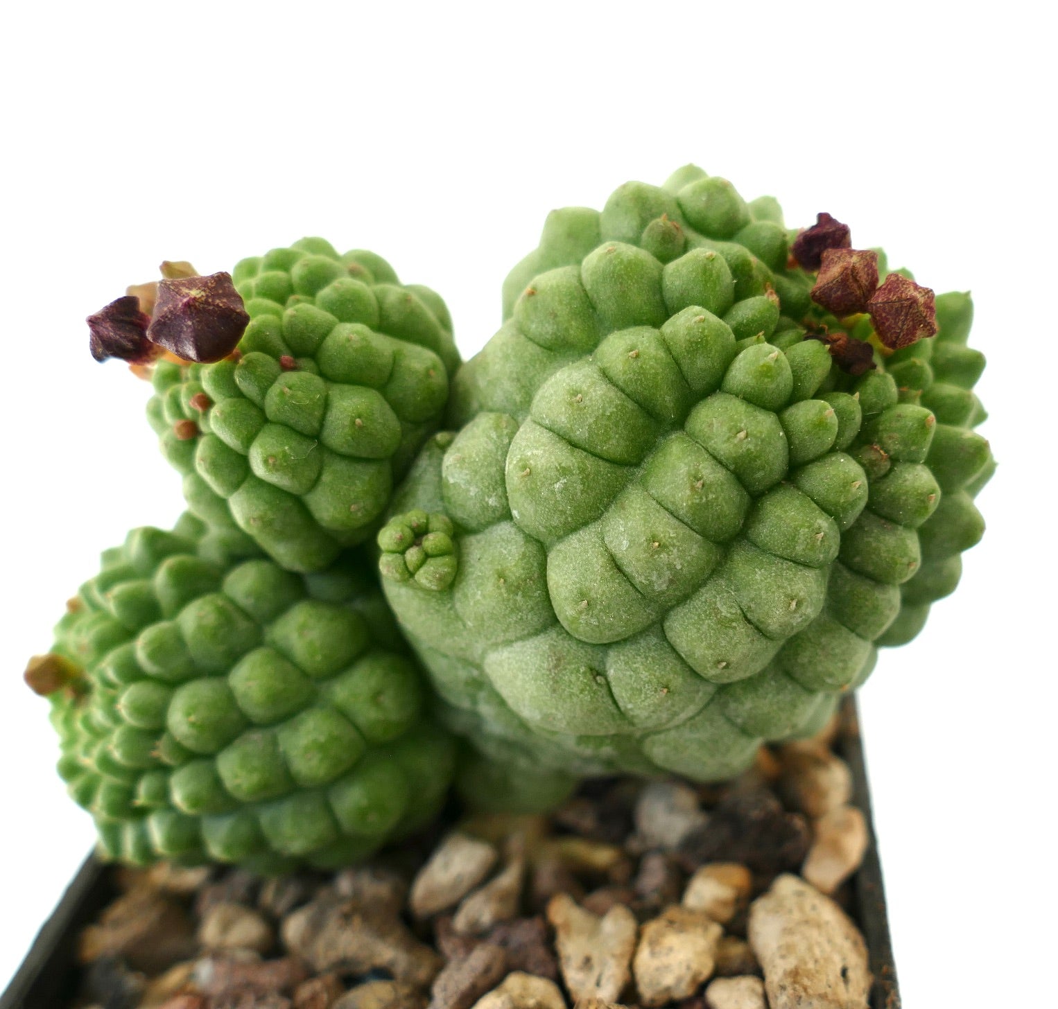 Larryleachia cactiformis succulent cactus with clustered green tubercles and dried brown flowers
