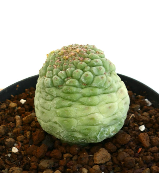 ラリールイキア・カクティフォルミス 4年生の苗の側面図