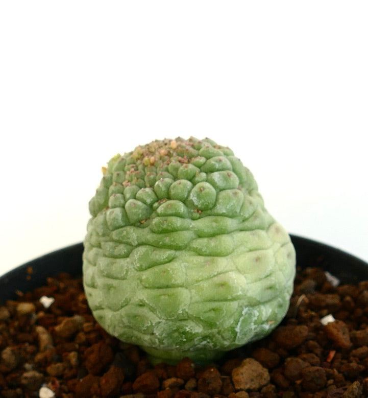 래리리치아 캑티포르미스 식물 측면 뷰 판매용