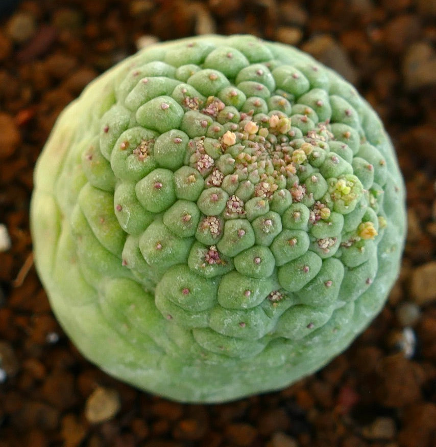 래리리치아 칵티포르미스 희귀 다육 식물 선인장, 울퉁불퉁한 질감의 녹색 표면과 작은 꽃봉오리 포함