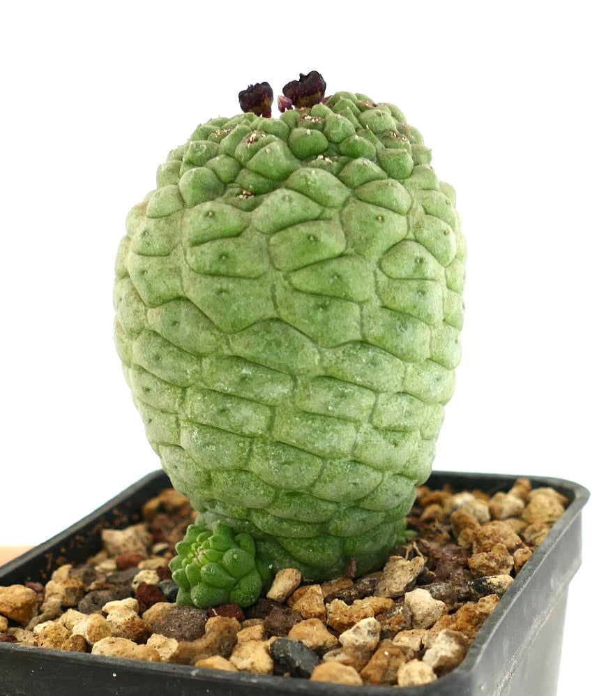 ラリーレーチア・カクティフォルミス 珍しい多肉植物のサボテンで、質感のある緑色の茎と基部の枝が特徴です