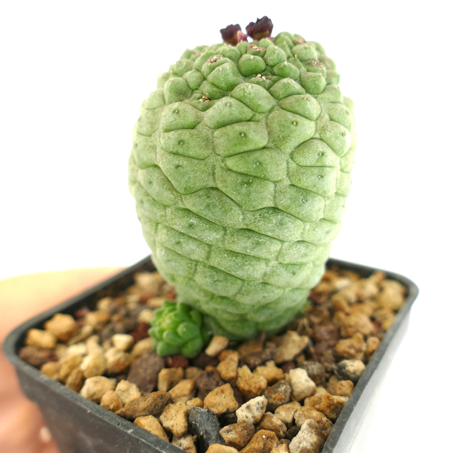 ラリーリーチア・カクティフォルミス 多肉植物サボテン、質感のある緑色の茎と基部の枝が鉢に入っています