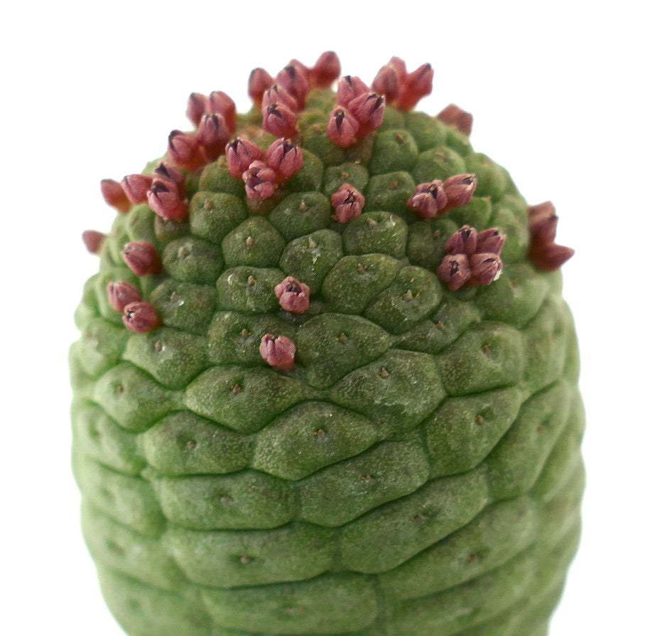 Larryleachia cactiformis succulent cactus with textured green stem and small reddish flower buds