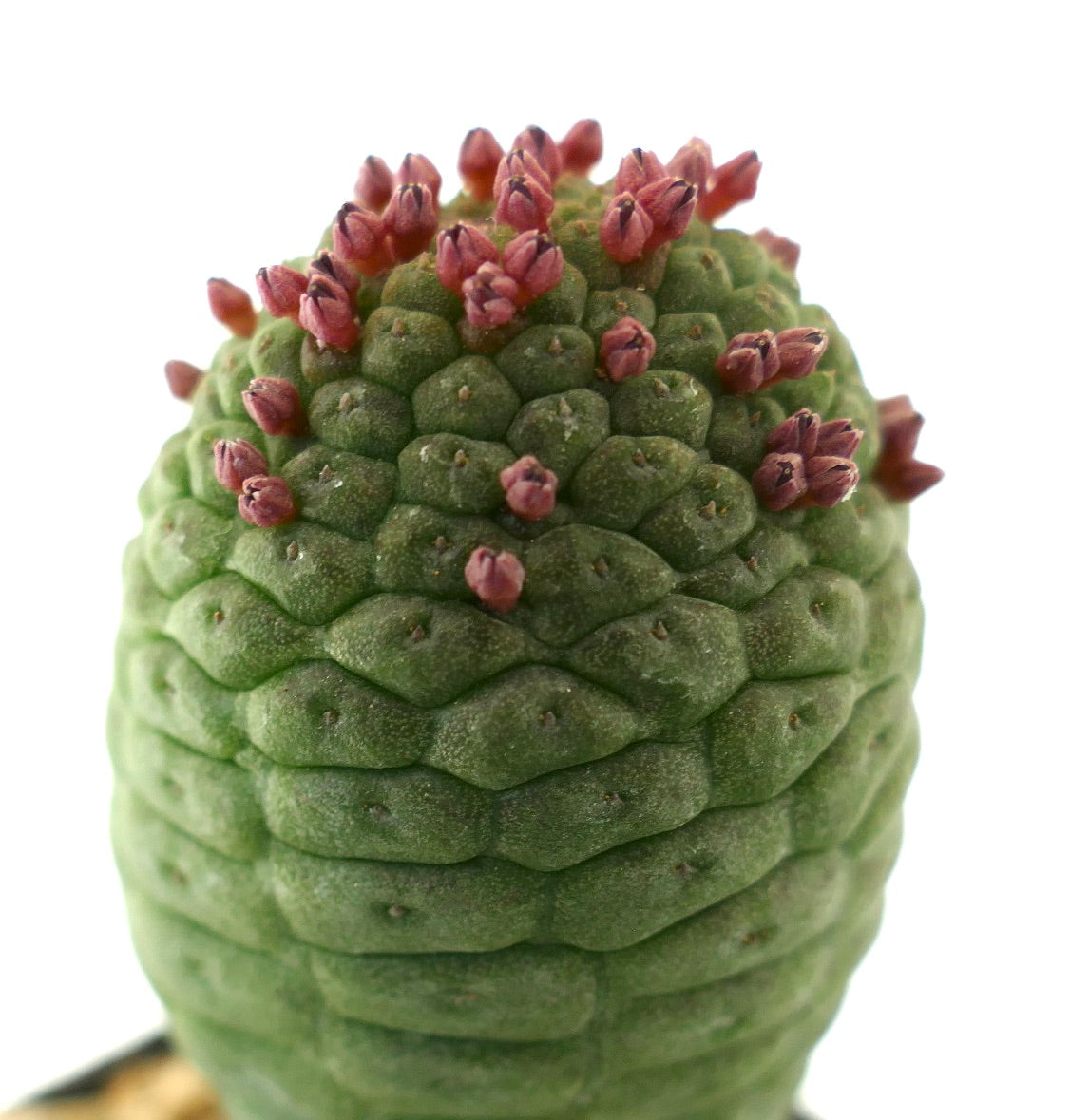 Larryleachia cactiformis rare succulent cactus with textured green stem and small reddish buds
