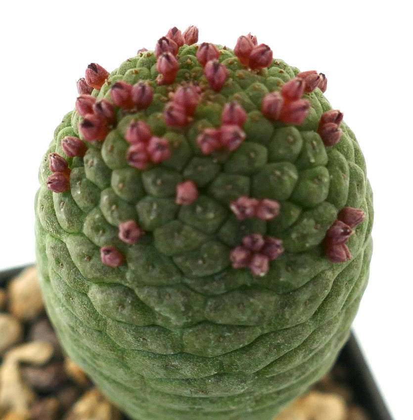 Larryleachia cactiformis rare succulent cactus with textured green stem and small reddish flowers