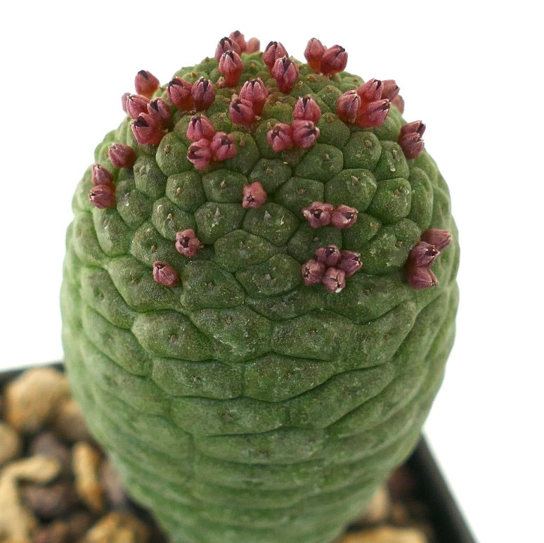 Larryleachia cactiformis rare succulent cactus with textured green stem and small reddish flowers