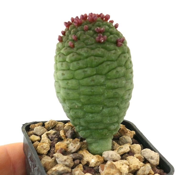 Larryleachia cactiformis succulent cactus with textured stem and small reddish flowers