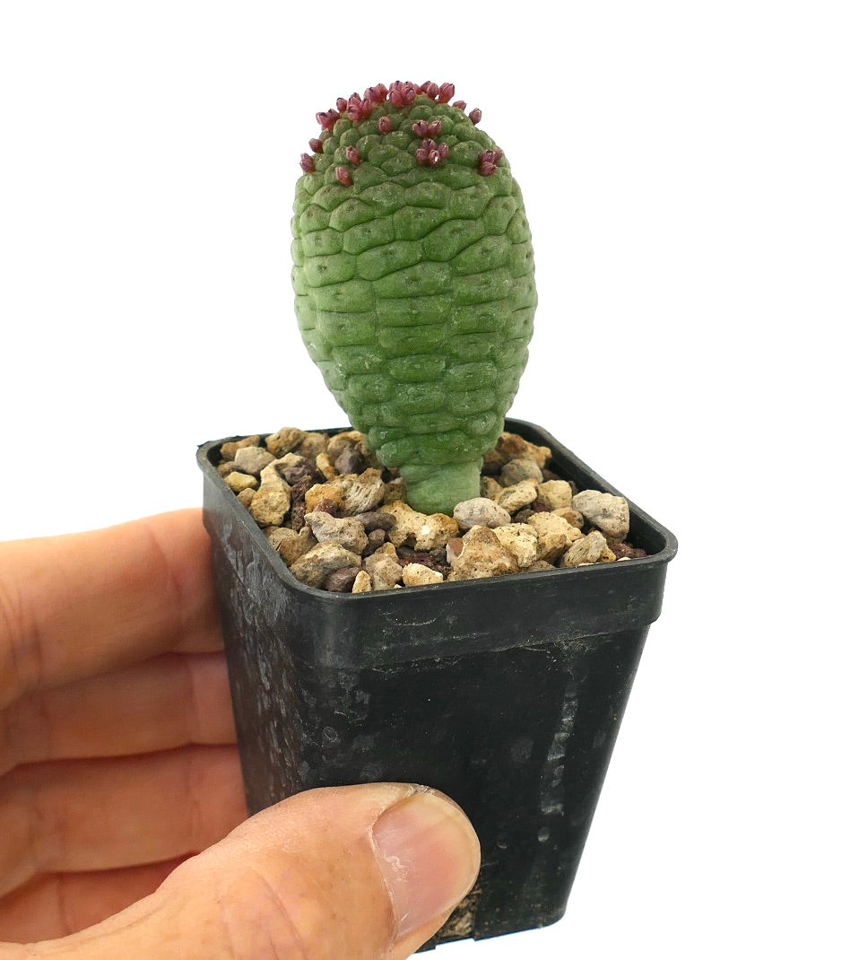 Larryleachia cactiformis rare succulent cactus with textured green stem and small reddish buds
