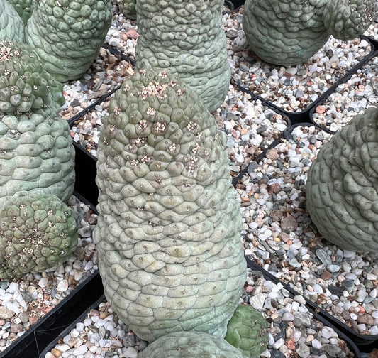 Larryleachia cactiformis vetplant cactus met dikke, getextureerde, groene stengels in potten met grind