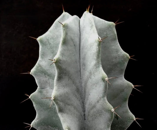 Corps gris de Lemaireocereus pruinosus, courtes épines, photographié sur fond noir.