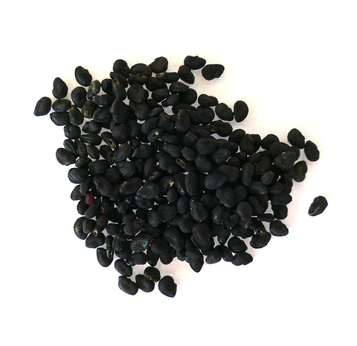 Black seeds of Lemaireocereus pruinosus with a lateral brown part on a white surface