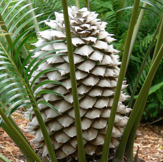 Lepidozamia peroffskyana large cone with thick green pinnate leaves in natural setting