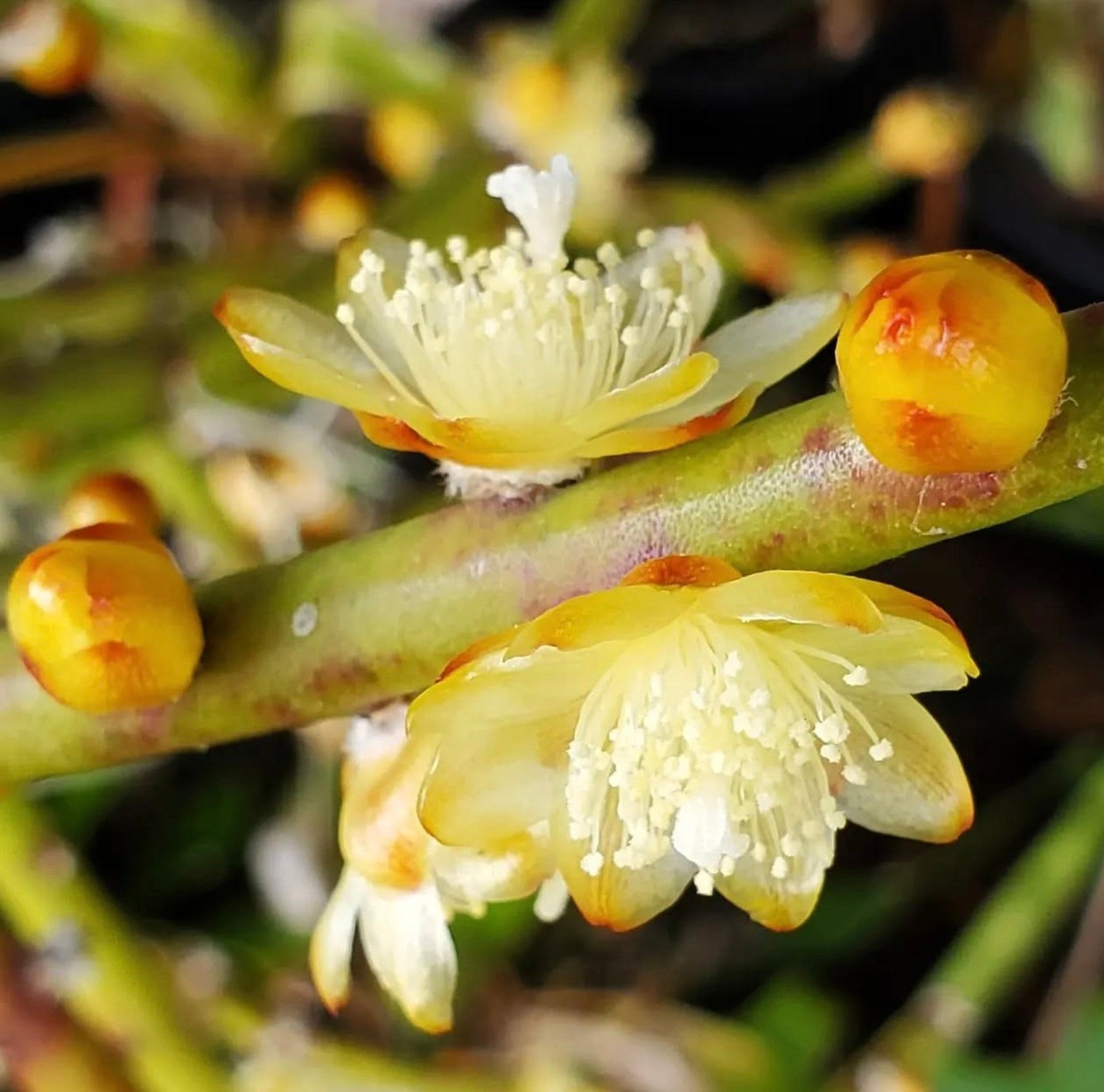 Lepismium tucumanensis cactus met delicate gele bloemen en ronde knoppen op groene stengels