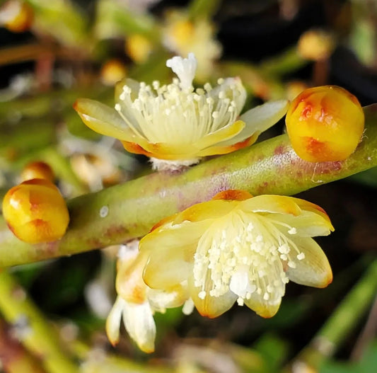 Lepismium tucumanensis cactus met delicate gele bloemen en ronde knoppen op groene stengels