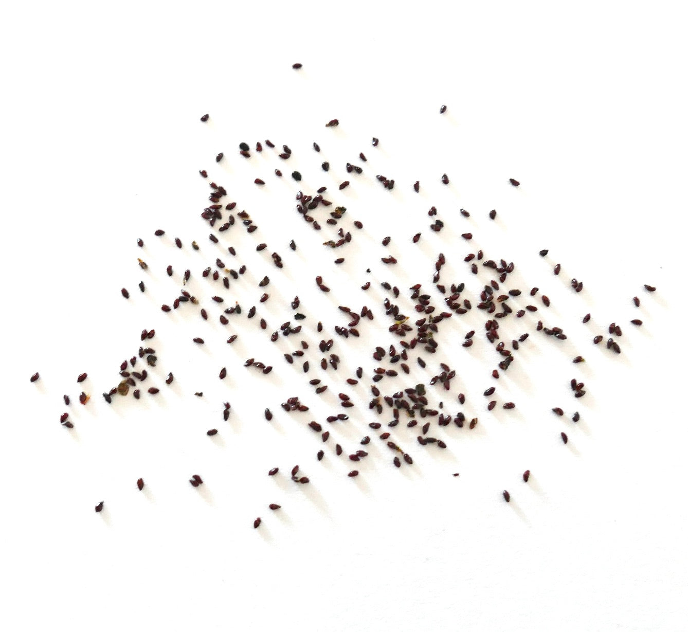 Petites graines noires de Lepismium tucumanensis dispersées sur fond blanc