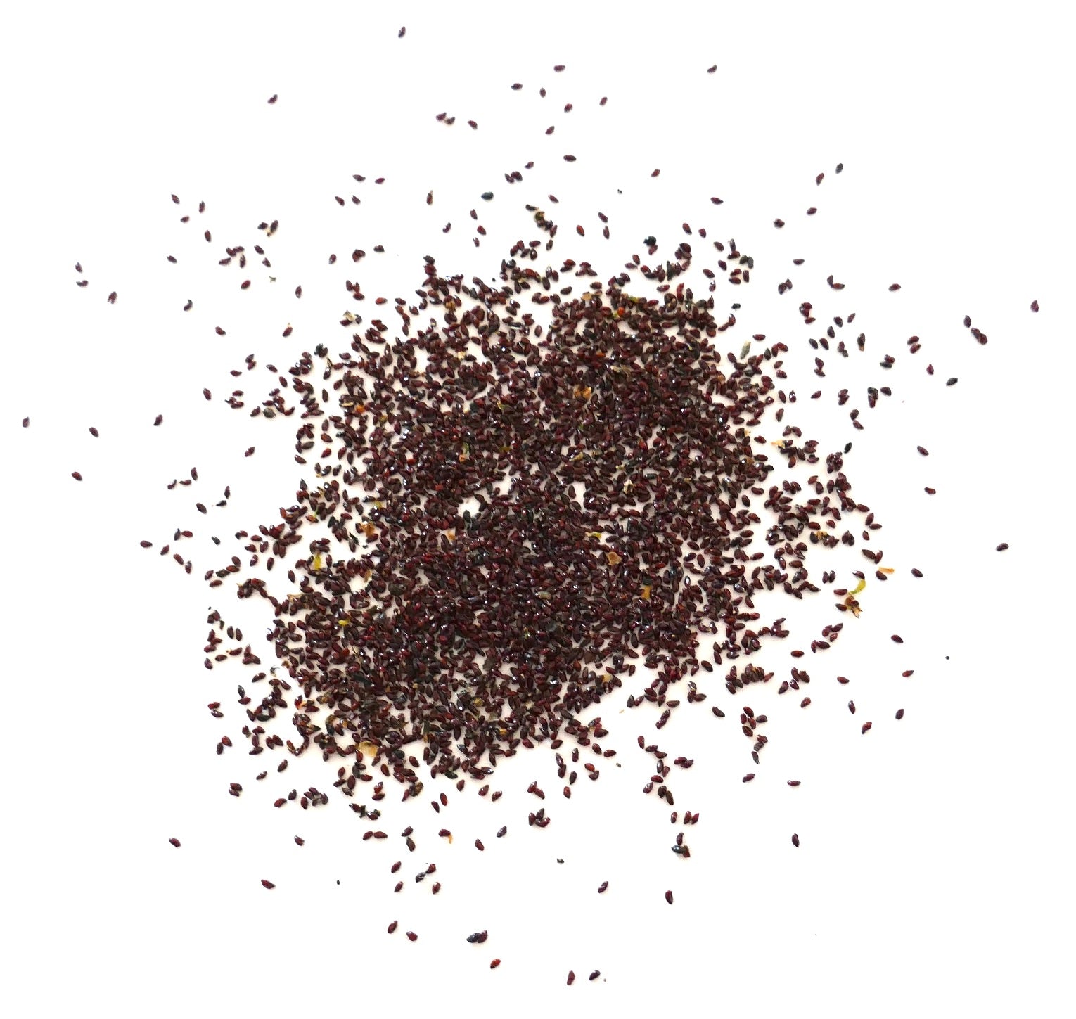 Lepismium tucumanensis petites graines brun foncé dispersées sur fond blanc