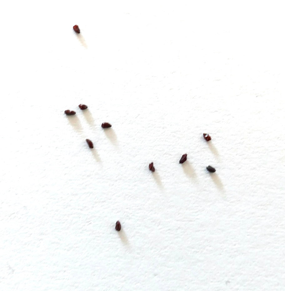 Graines de Lepismium tucumanensis petites graines de cactus succulentes brun foncé sur fond blanc