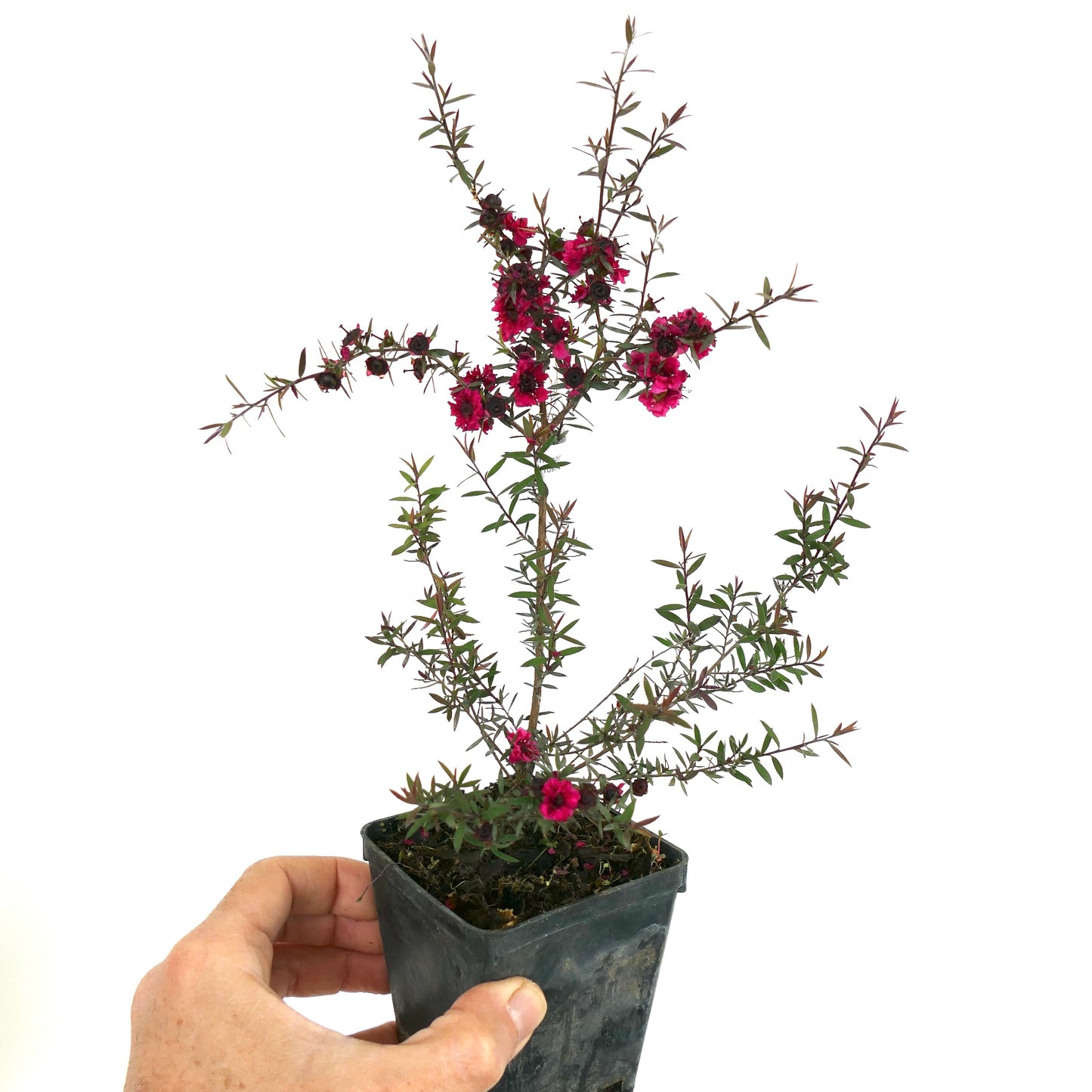 Leptospermum scoparium cv. "red damask" 10-15cm