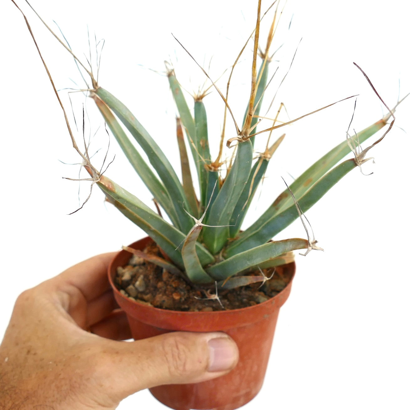 Leuchtenbergia principis OLD PLANT AB3