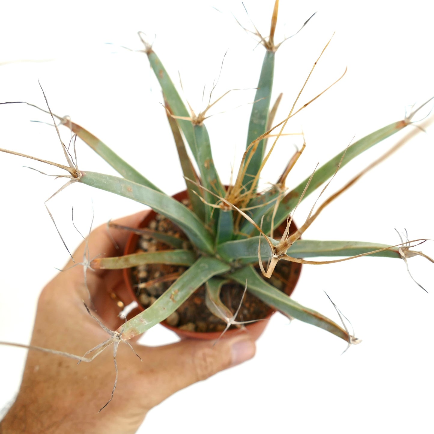 Leuchtenbergia principis OLD PLANT AB3