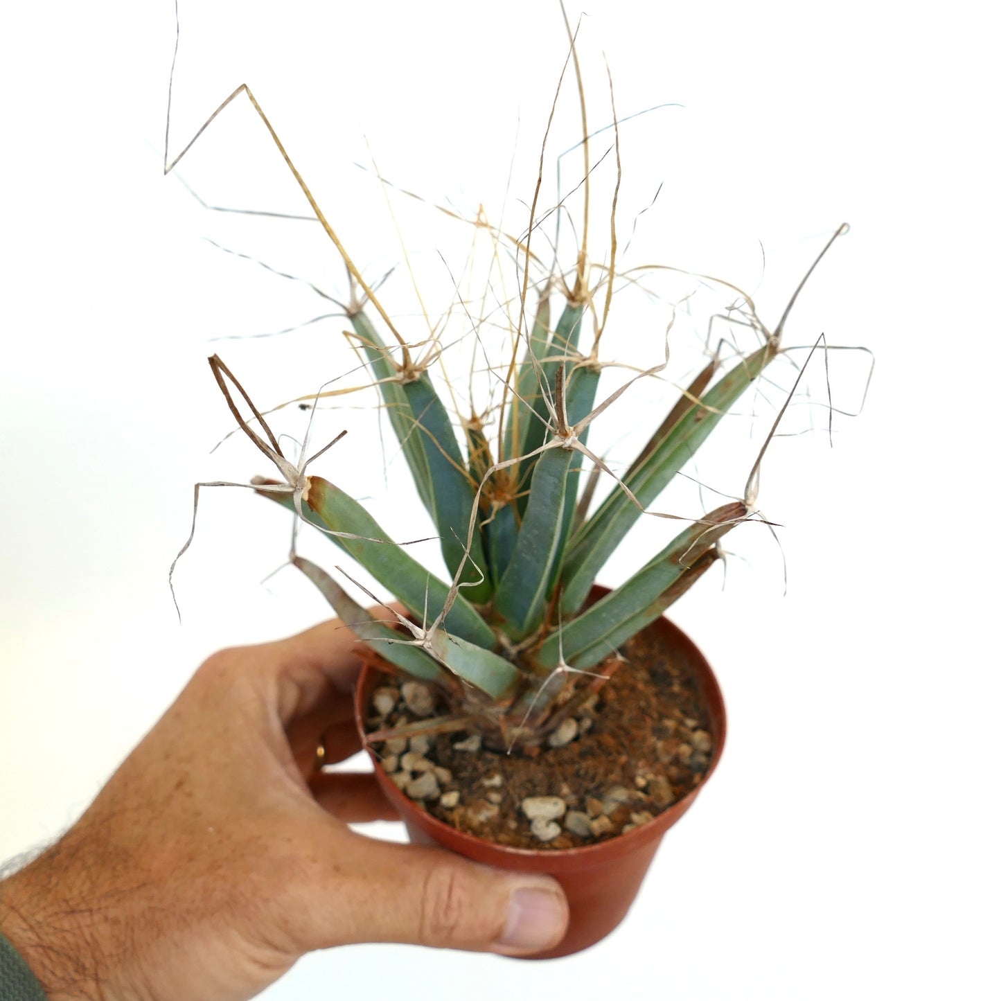 Leuchtenbergia principis OLD PLANT RE7