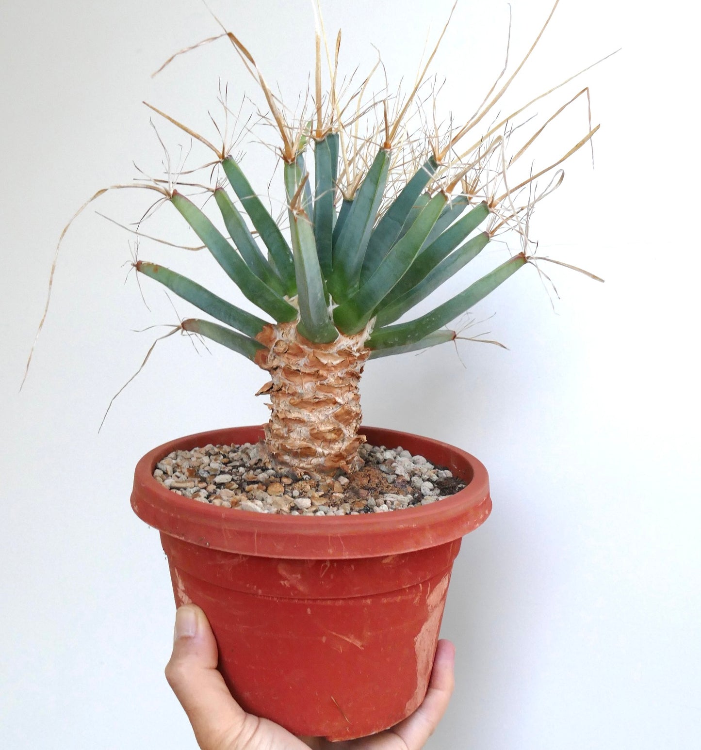 Leuchtenbergia principis OLD PLANT more then 60 years