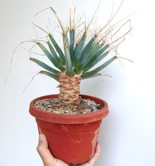 Leuchtenbergia principis OLD PLANT more then 60 years