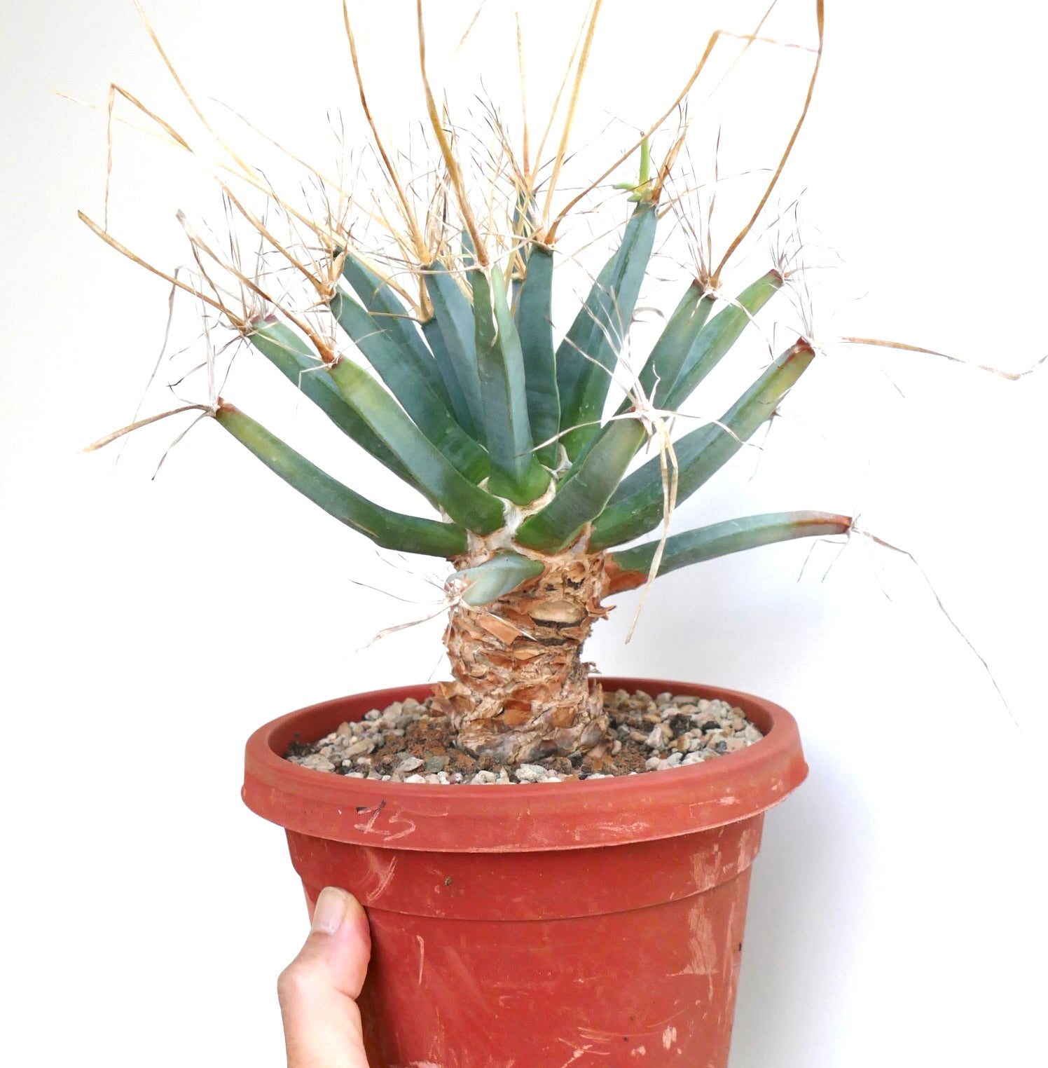 Mature Leuchtenbergia principis cactus with thickened stem base covered in peeling bark and long green tubercles topped by thin straw-colored spines.