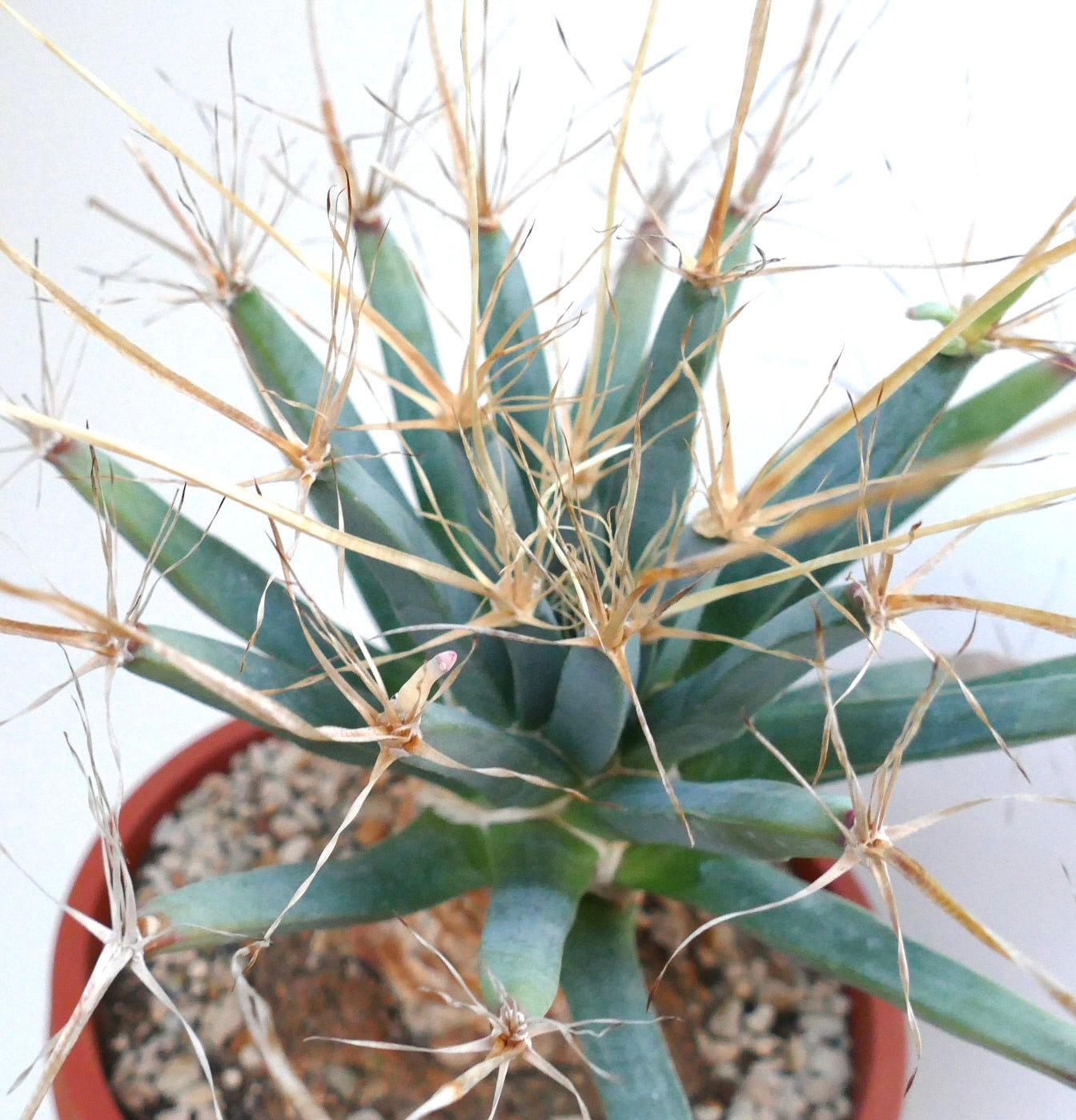 top view of Leuchtenbergia principis highlighting the rosette of elongated triangular tubercles and clusters of long yellowish spines at the tips.