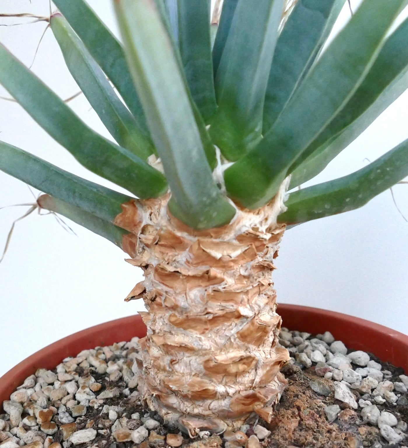 Close-up of Leuchtenbergia principis trunk with peeling papery bark and emerging green tubercles at the base.