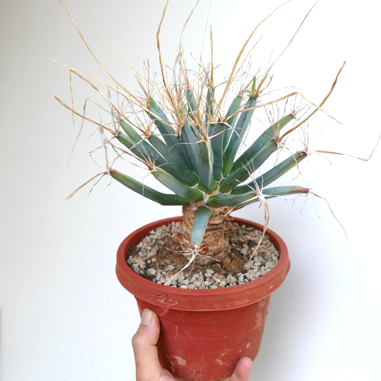 Potted Leuchtenbergia principis with a woody, bark-like stem and long blue-green tubercles, each tipped with thin straw-colored spines.