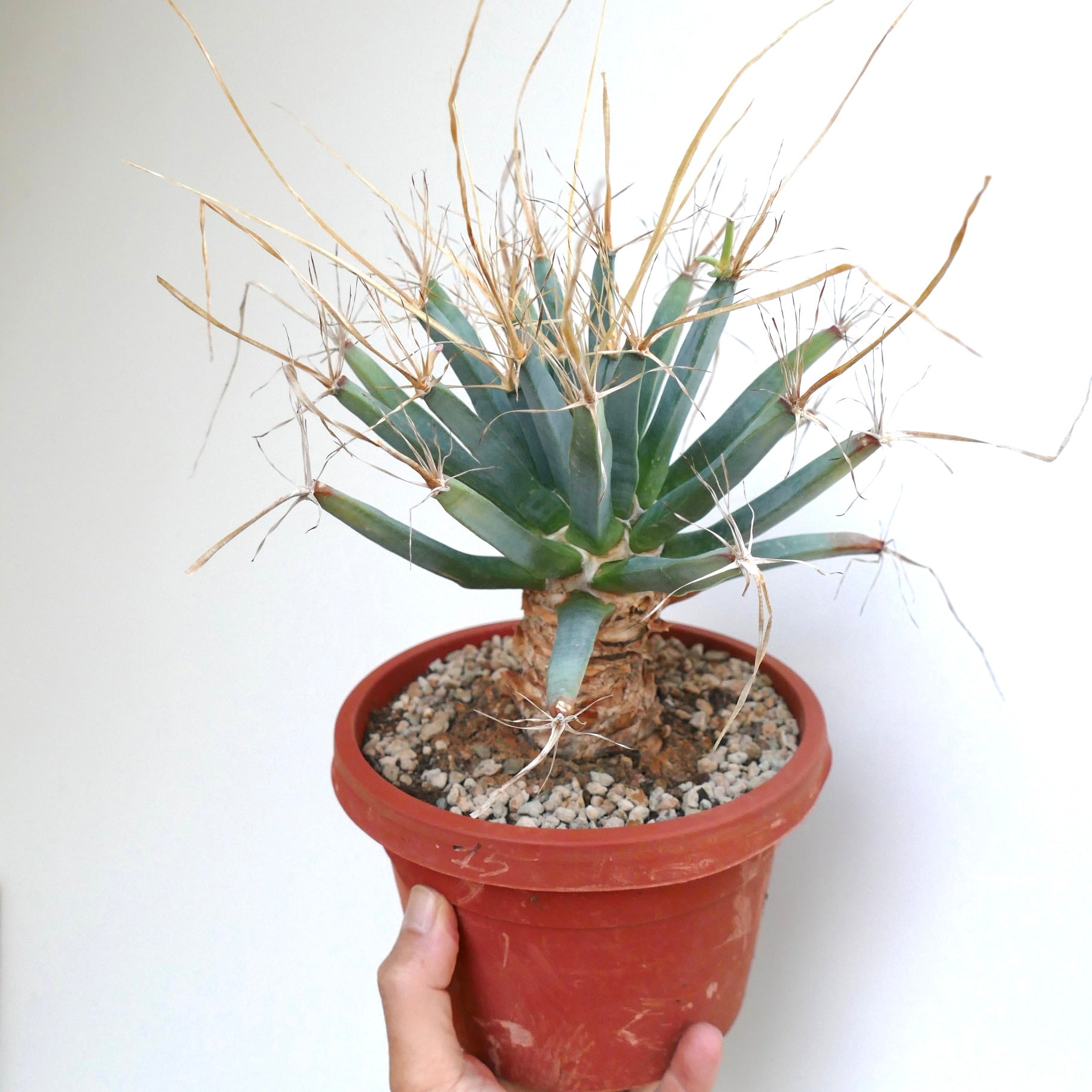 Potted Leuchtenbergia principis with a woody, bark-like stem and long blue-green tubercles, each tipped with thin straw-colored spines.
