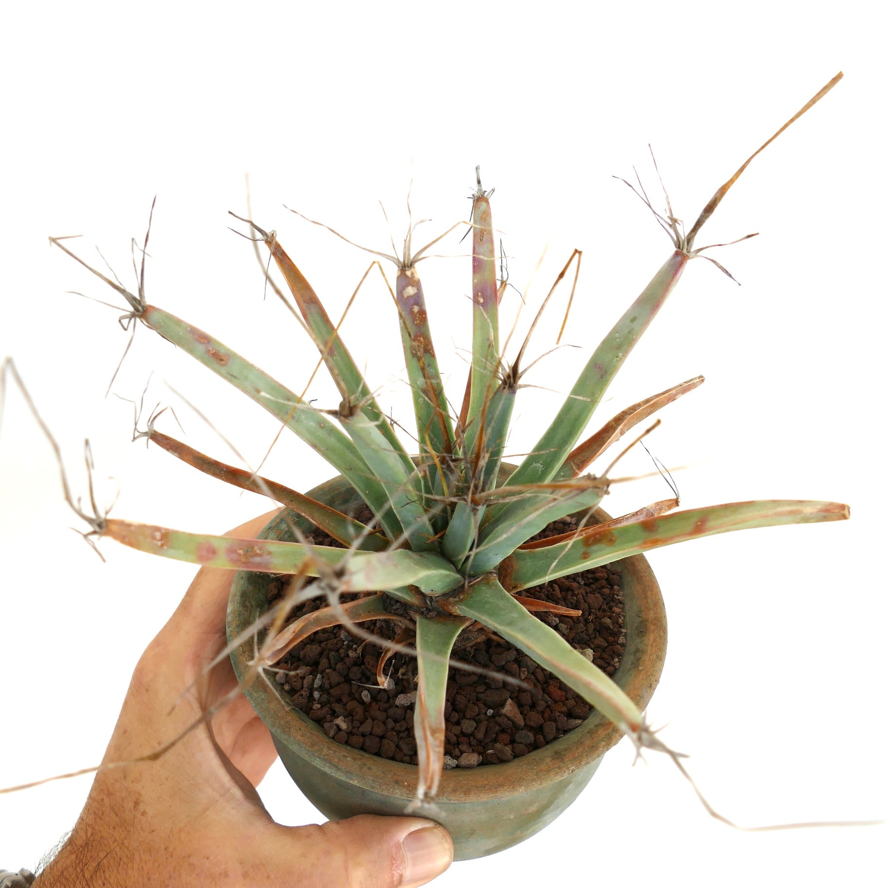 Leuchtenbergia principis rare cactus with elongated tuberculate stems and dry spines in pot