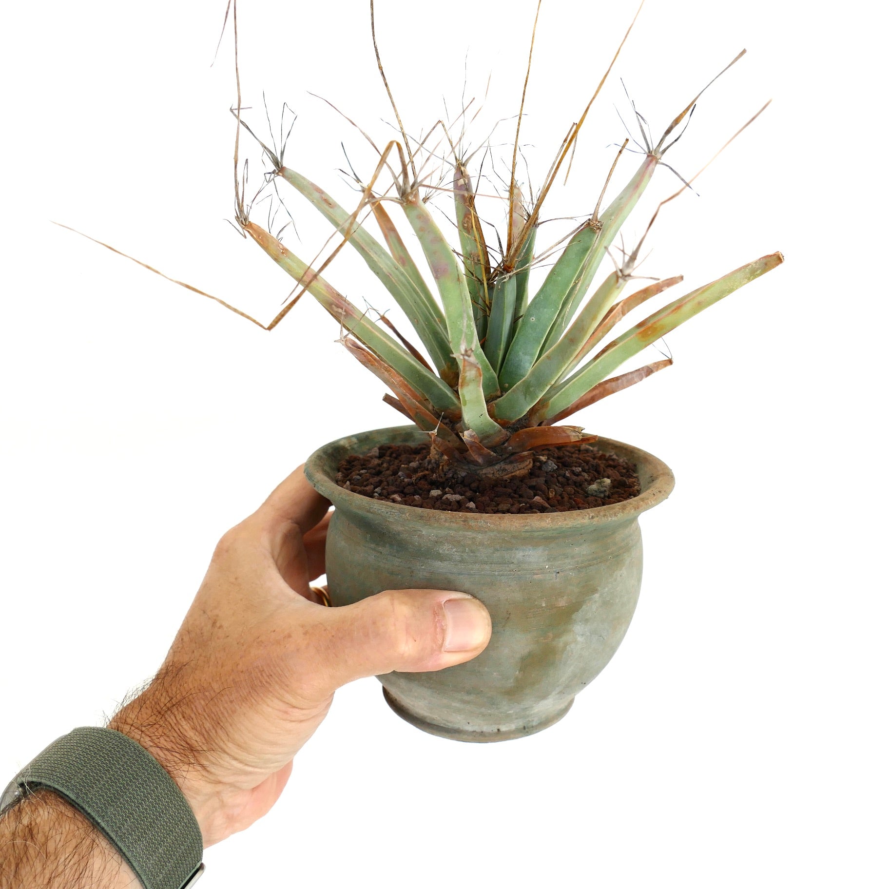 Leuchtenbergia principis rare succulent cactus with elongated tubercles and dry spines in pot