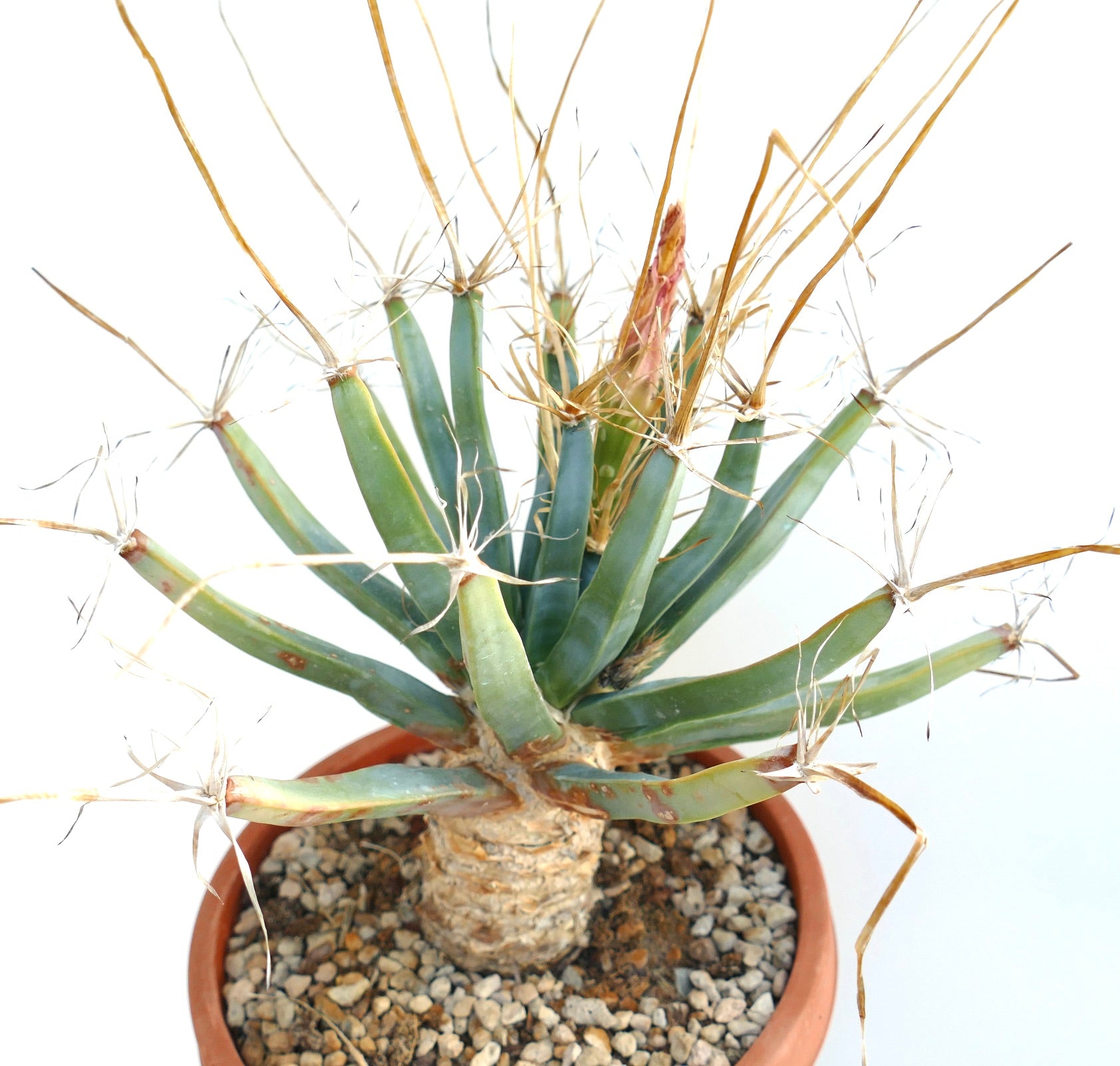 Leuchtenbergia principis rare old succulent cactus with long spines in terracotta pot