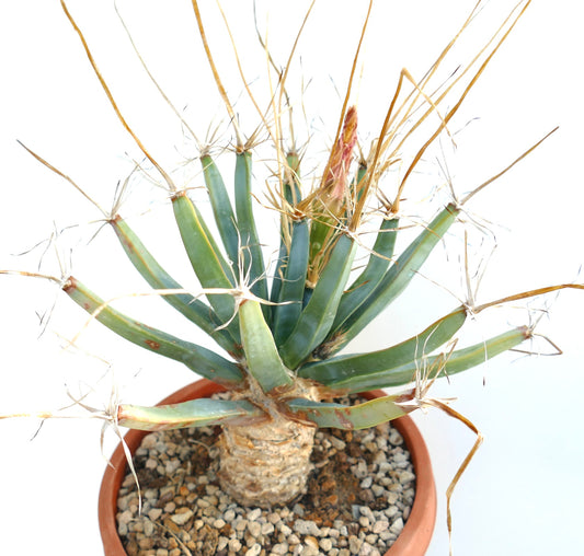 Leuchtenbergia principis rare old succulent cactus with long spines in terracotta pot