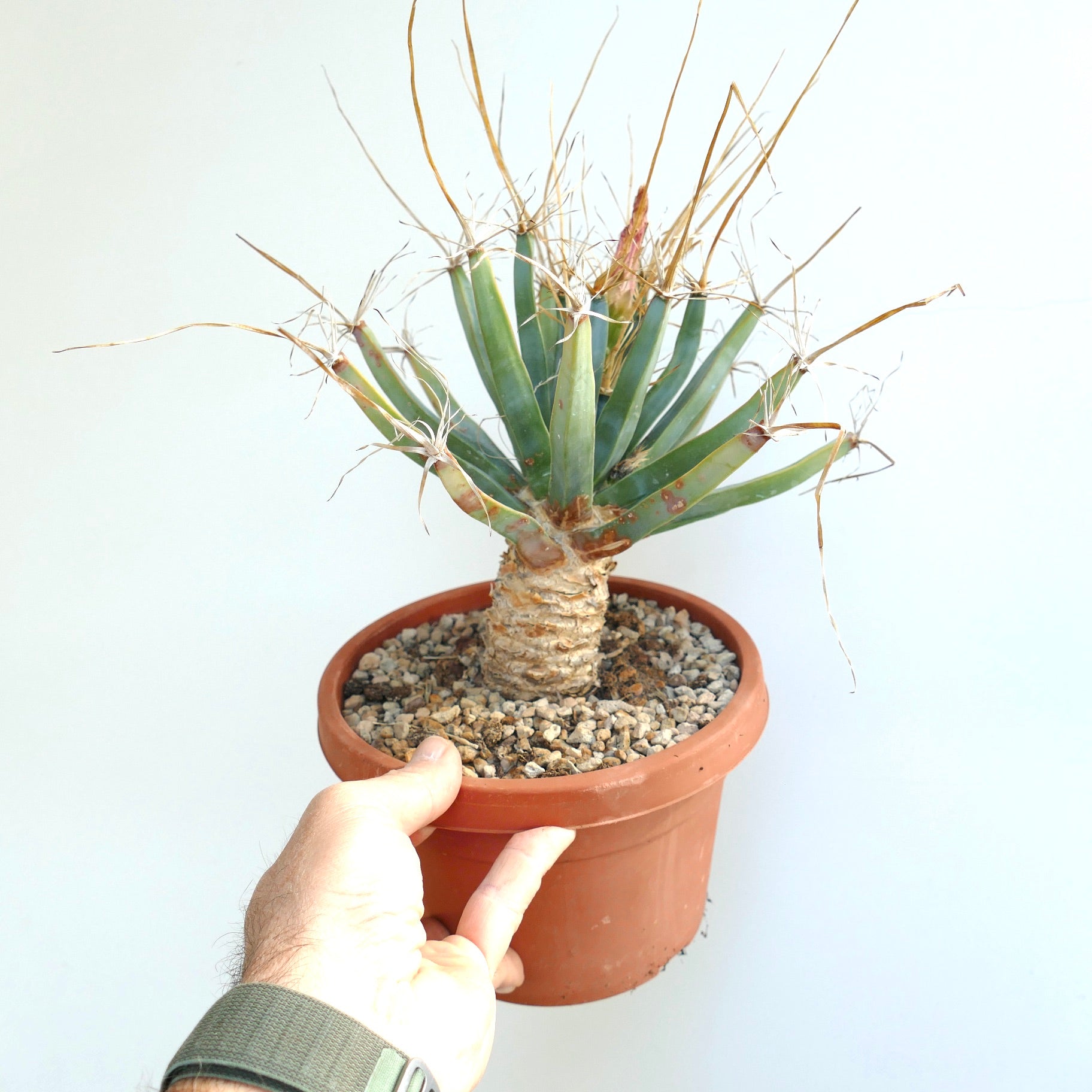 Leuchtenbergia principis rare old succulent cactus with long spines in terracotta pot