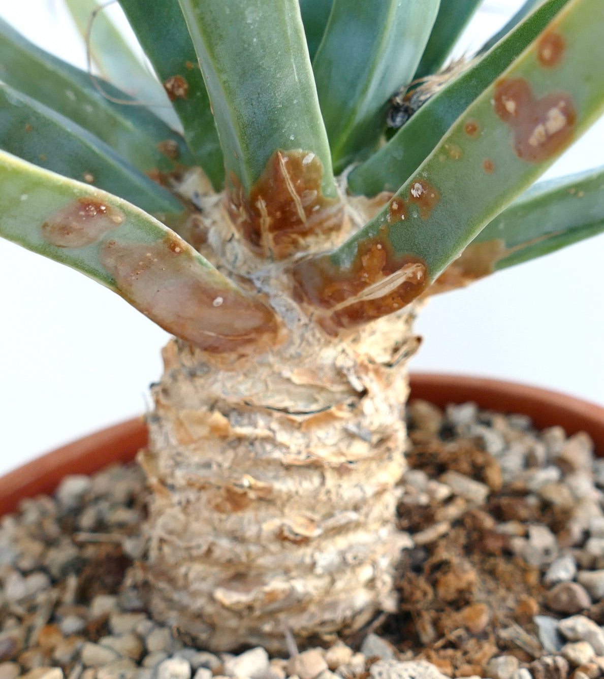 Leuchtenbergia principis rare succulent cactus with elongated tuberous stem and spiny tips