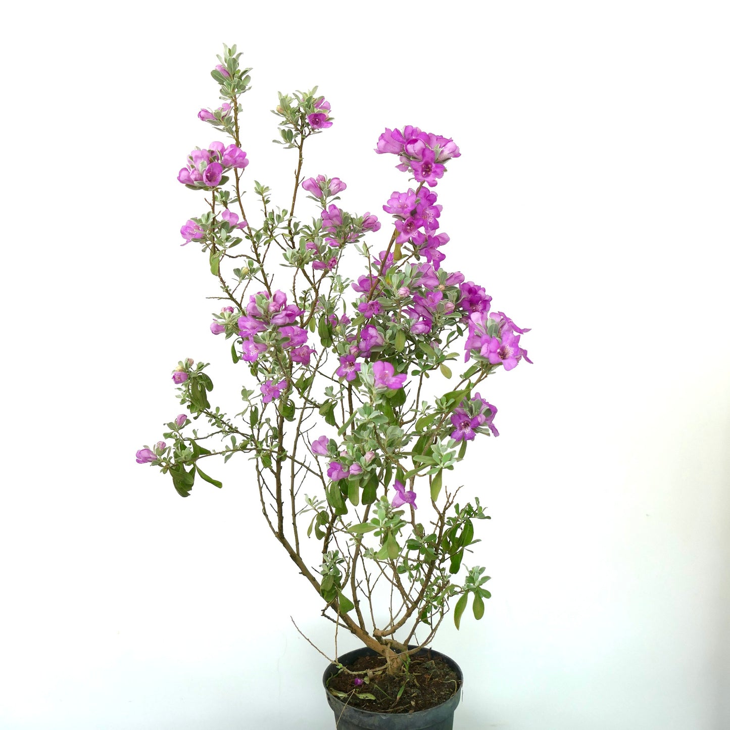 Leucophyllum frutescens 30-50cm