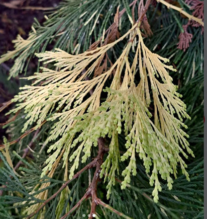 Branche de conifère Libocedrus decurrens avec feuillage panaché vert et crème
