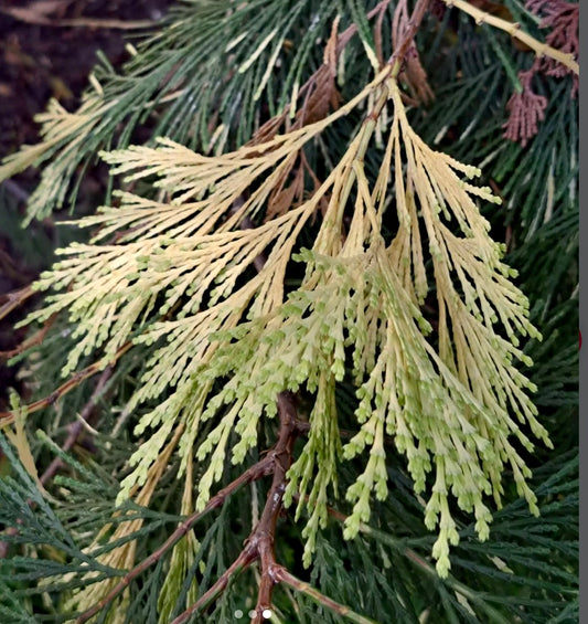 리보세드러스 데커렌스 침엽수 가지와 녹색과 크림색 얼룩무늬 잎사귀