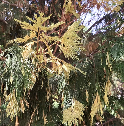 Feuillage variegé de Libocedrus decurrens avec des aiguilles vertes et jaunes sur des branches de conifères