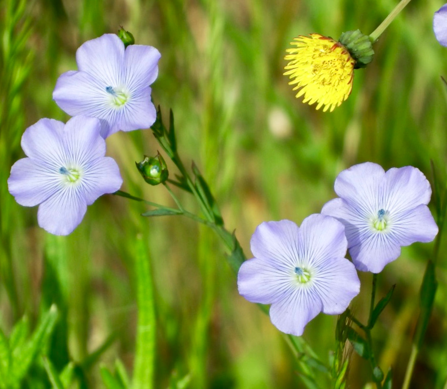 Linum usitatissimum SEEDS